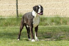 Les Belles Truffes - Boxer - Mâle - N'Gonzo de la Joyful Team