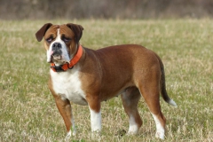 Les Belles Truffes - Bulldog Continental - Femelle - Nixie des Pipettechorizo