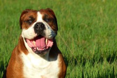 Les Belles Truffes - Bulldog Continental - Femelle - Nixie des Pipettechorizo