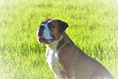 Les Belles Truffes - Bulldog Continental - Femelle - Nixie des Pipettechorizo