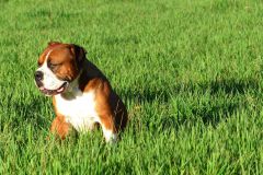 Les Belles Truffes - Bulldog Continental - Femelle - Nixie des Pipettechorizo