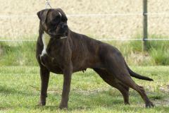 Les Belles Truffes - Boxer - Femelle - Orka Rocher Puits d'Enfer