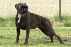 Les Belles Truffes - Boxer - Femelle - Orka Rocher Puits d'Enfer