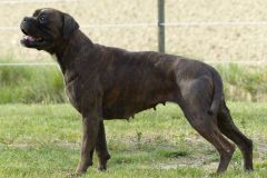 Les Belles Truffes - Boxer - Femelle - Orka Rocher Puits d'Enfer