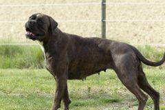 Les Belles Truffes - Boxer - Femelle - Orka Rocher Puits d'Enfer