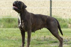 Les Belles Truffes - Boxer - Femelle - Orka Rocher Puits d'Enfer