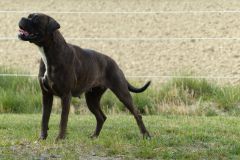 Les Belles Truffes - Boxer - Femelle - Orka Rocher Puits d'Enfer