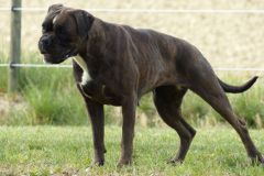 Les Belles Truffes - Boxer - Femelle - Orka Rocher Puits d'Enfer