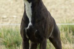 Les Belles Truffes - Boxer - Femelle - Orka Rocher Puits d'Enfer