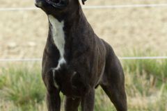 Les Belles Truffes - Boxer - Femelle - Orka Rocher Puits d'Enfer