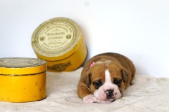 UMIYA DES BELLES TRUFFES