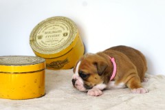 UMIYA DES BELLES TRUFFES