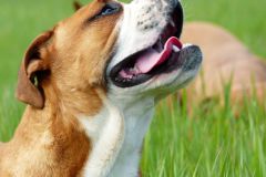 Les Belles Truffes - Elevage - Bulldog Continental - Femelle - Pin'Up des Belles Truffes