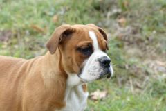 Les Belles Truffes - Elevage - Bulldog Continental - Femelle - Pin'Up des Belles Truffes