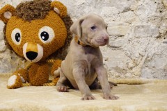 Slowlie des Belles Truffes