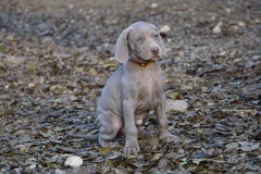 Slowlie des Belles Truffes