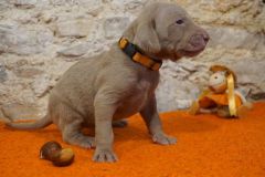 Slowlie des Belles Truffes