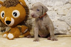 Sunny des Belles Truffes