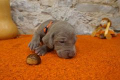 Sunny des Belles Truffes