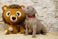 Scylla des Belles Truffes