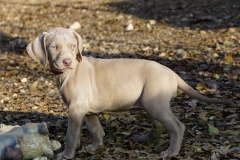 Scylla des Belles Truffes