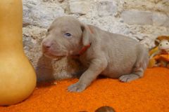 Scylla des Belles Truffes