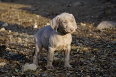 Suzon des Belles Truffes