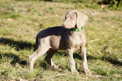 Suzon des Belles Truffes