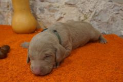 Suzon des Belles Truffes