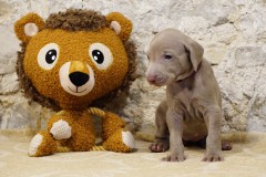 Sika des Belles truffes