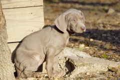 Sika des Belles Truffes