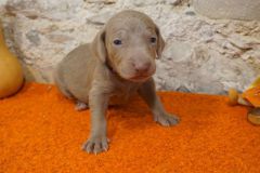 Sika des Belles truffes