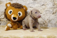 Spartacus des Belles Truffes