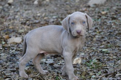 Spartacus des Belles Truffes