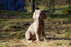 Spartacus des Belles Truffes