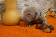 Spartacus des Belles Truffes