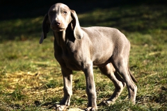 Soprano des Belles Truffes