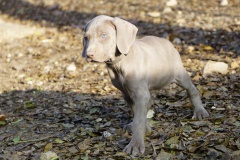 Soprano des Belles Truffes
