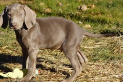 Soprano des Belles Truffes