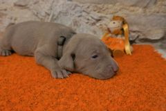 Soprano des Belles Truffes