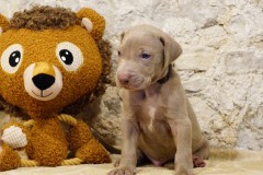 Stallone des Belles Truffes