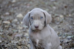 Stallone des Belles Truffes