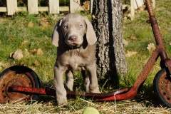 Stallone des Belles Truffes
