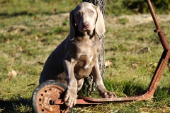 Stallone des Belles Truffes