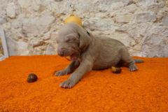 Stallone des Belles Truffes