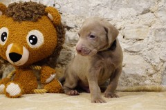 Smith des Belles Truffes