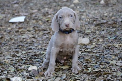 Smith des Belles Truffes