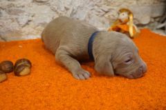 Smith des Belles Truffes