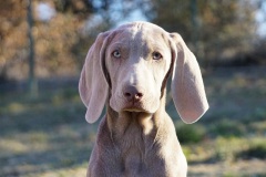 Stan des Belles Truffes