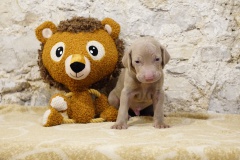 Stan des Belles Truffes